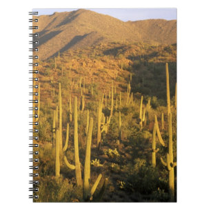 Caderno Espiral Cacto saguaro no Parque Nacional Saguaro perto