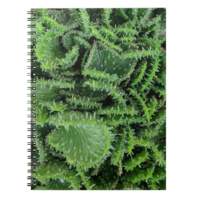 Caderno Espiral Cactus (Frente)