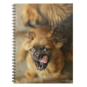 Caderno Espiral Cães de Pekingese