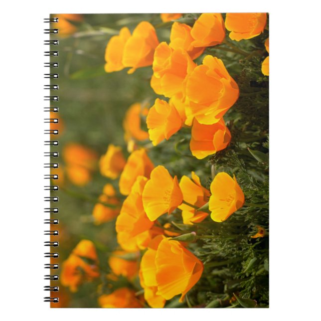 Caderno Espiral California poppies, Montana de Oro State Park (Frente)