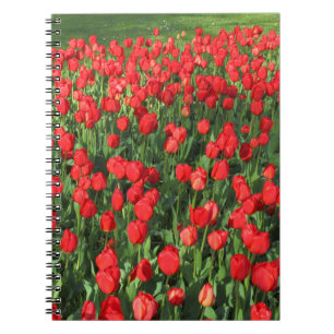 Caderno Espiral Cama de Tulipas Vermelhas 02