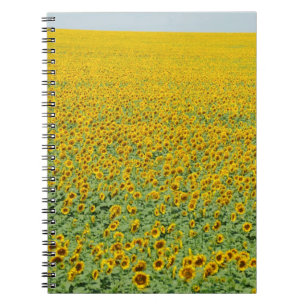 Caderno Espiral Campo amarelo do girassol