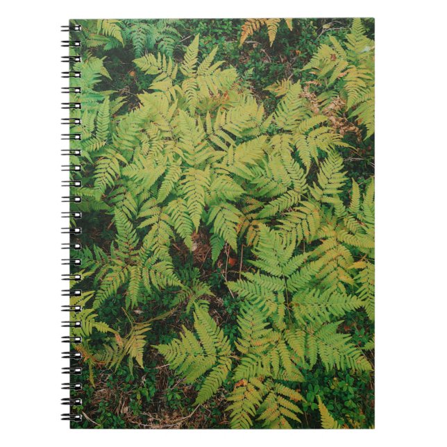 Caderno Espiral Campo de Ferns (Frente)