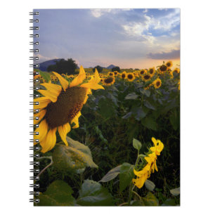 Caderno Espiral Campo de girassóis de florescência