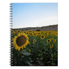 Caderno Espiral Campo de girassol