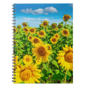 Caderno Espiral Campo de girassol no verão ensolarado. Picturesco