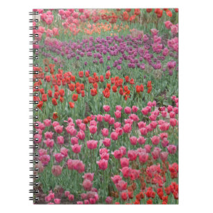 Caderno Espiral Campo De Tulipas