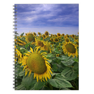 Caderno Espiral Campos do girassol de Califórnia