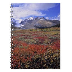 Caderno Espiral Canadá, Alberta, Banff NP. Mirtilos fornecem