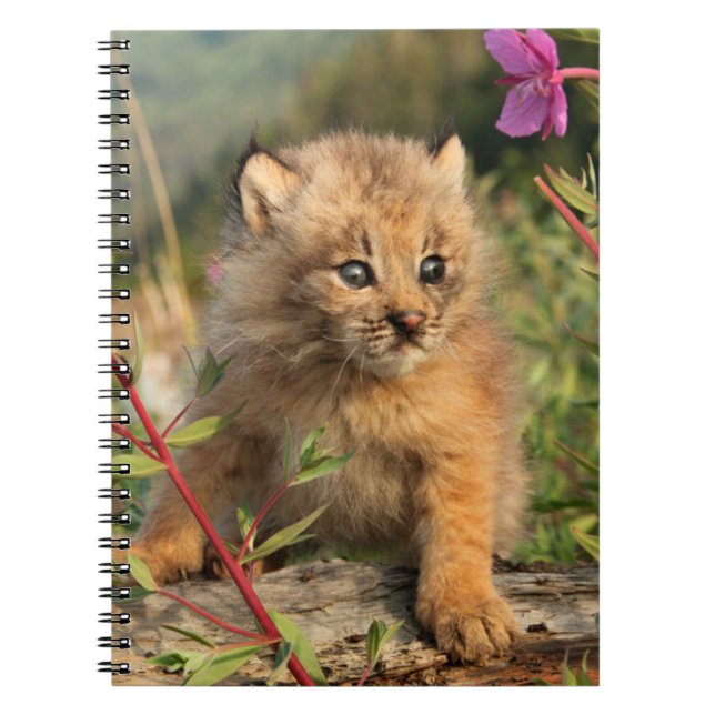 Caderno Espiral Canada Lynx Kitten, Alaska (Frente)