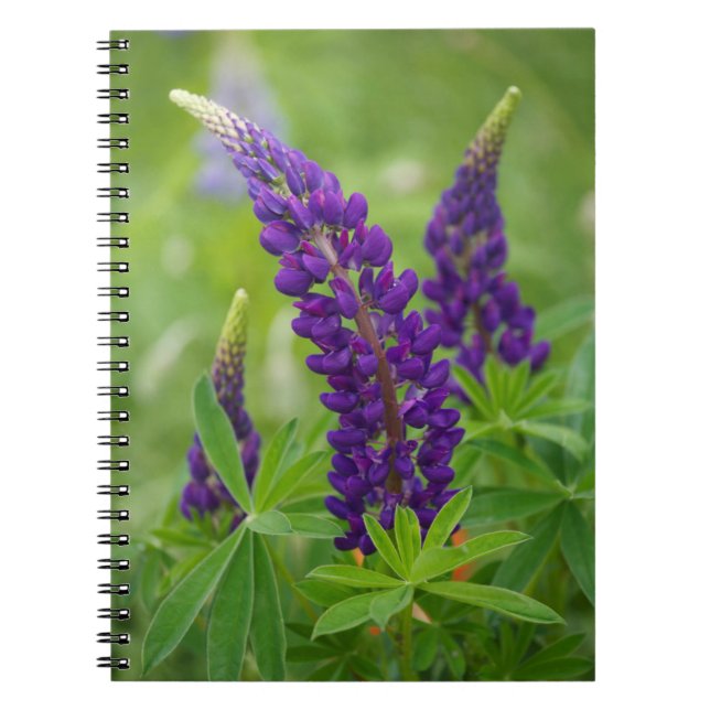 Caderno Espiral Canadá, Nova Brunswick, . (Frente)