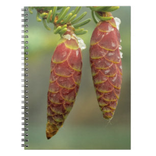Caderno Espiral Canadá, Yukon, Pinhas de Abeto Preto