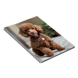 Caderno Espiral Caniche Anão 2