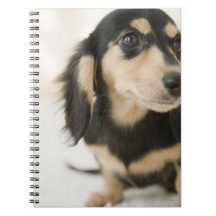 Caderno Espiral Cão