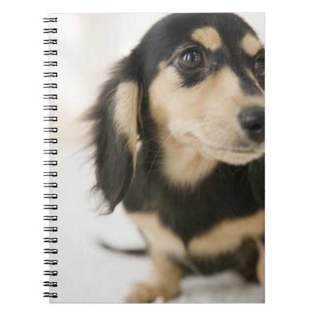 Caderno Espiral Cão (Frente)