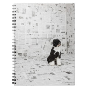 Caderno Espiral Cão de água português na sala coberta dentro