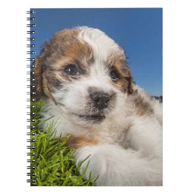 Caderno Espiral Cão de filhote de cachorro bonito (Shitzu) (Frente)