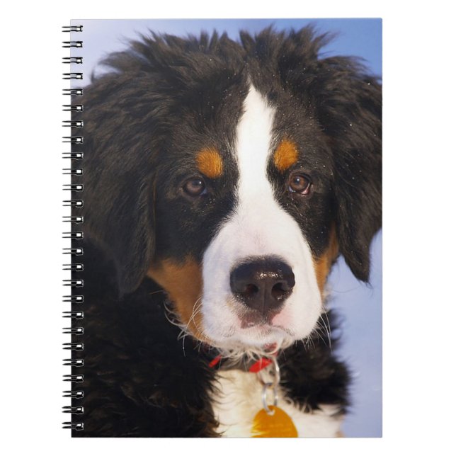 Caderno Espiral Cão de Montanha Bermese (Frente)