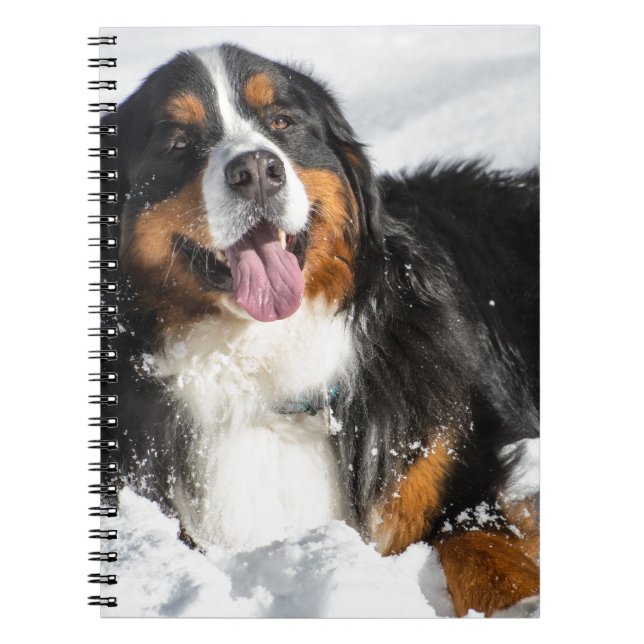 Caderno Espiral Cão de montanha de Bernese feliz na neve do (Frente)