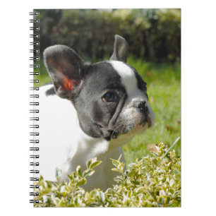 Caderno Espiral Cão-de-ouro francês bonito na grama
