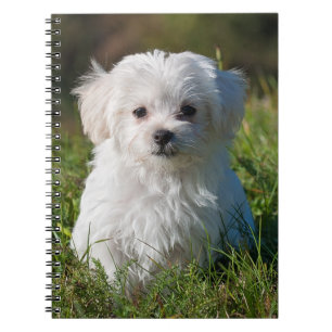Caderno Espiral Cão-de-porco branco-claro-malvado