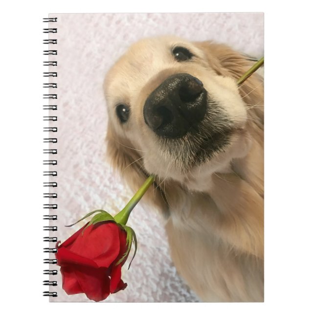 Caderno Espiral Cão do golden retriever com rosa vermelha (Frente)