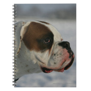 Caderno Espiral Cão do pugilista na neve