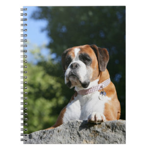 Caderno Espiral Cão do pugilista que coloca em uma rocha