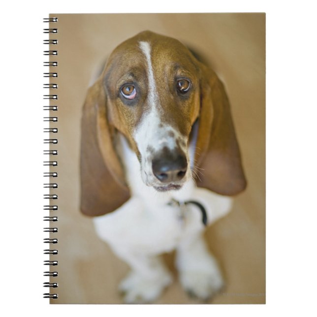 Caderno Espiral Cão doce do Bassett (Frente)