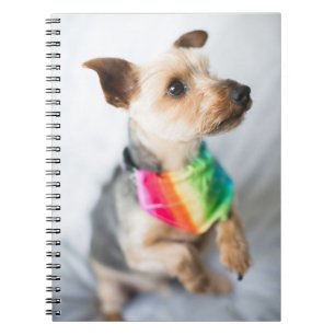 Caderno Espiral Cão Orgulho gay Yorkshire Terrier