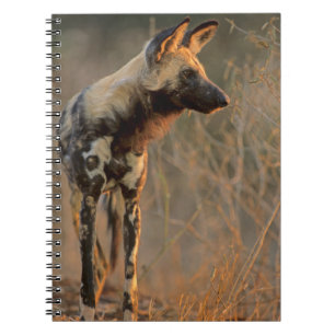 Caderno Espiral Cão selvagem africano (Lycaon Pictus), Kruger