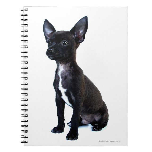 Caderno Espiral Cãozinho Chihuahua negro (Frente)