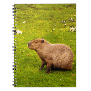 Caderno Espiral Capivara