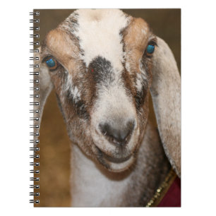 Caderno Espiral Caprine branco da listra da gama da cabra da