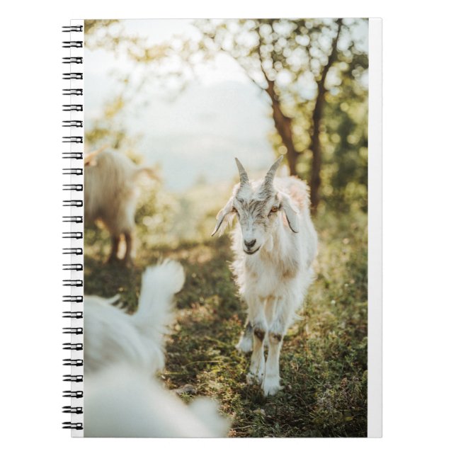 Caderno Espiral Caprinos e caprinos (85) (Frente)