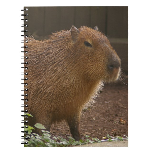 Caderno Espiral Capybara (Frente)