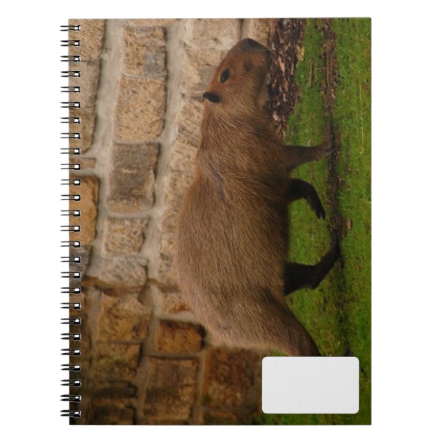 Caderno Espiral capybara (Frente)