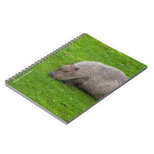 Caderno Espiral Capybara Animal Incrível