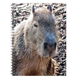 CADERNO ESPIRAL CAPYBARA SELVAGEM ANIMAL