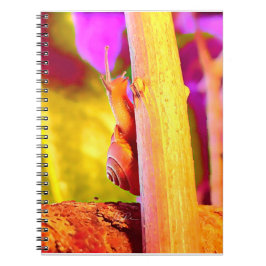Caderno Espiral Caracol