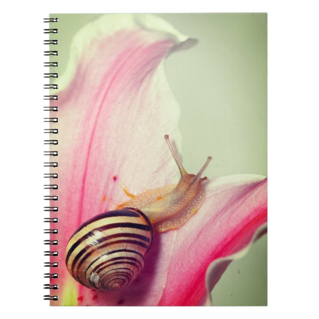 Caderno Espiral Caracol (Frente)