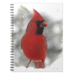 Caderno Espiral Cardinal