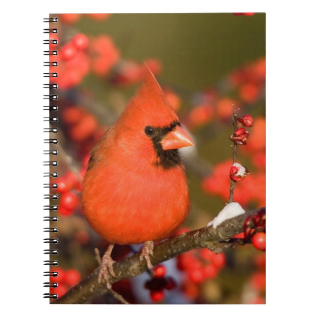 Caderno Espiral Cardinal-do-norte em Winterberry Comum (Frente)