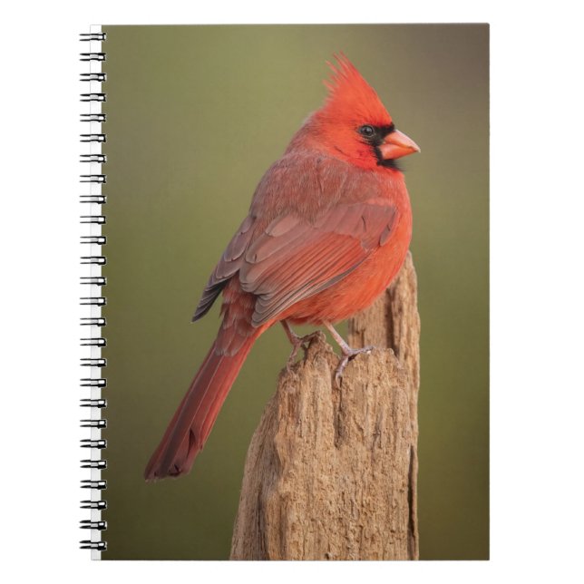 Caderno Espiral Cardinal Vermelho (Frente)