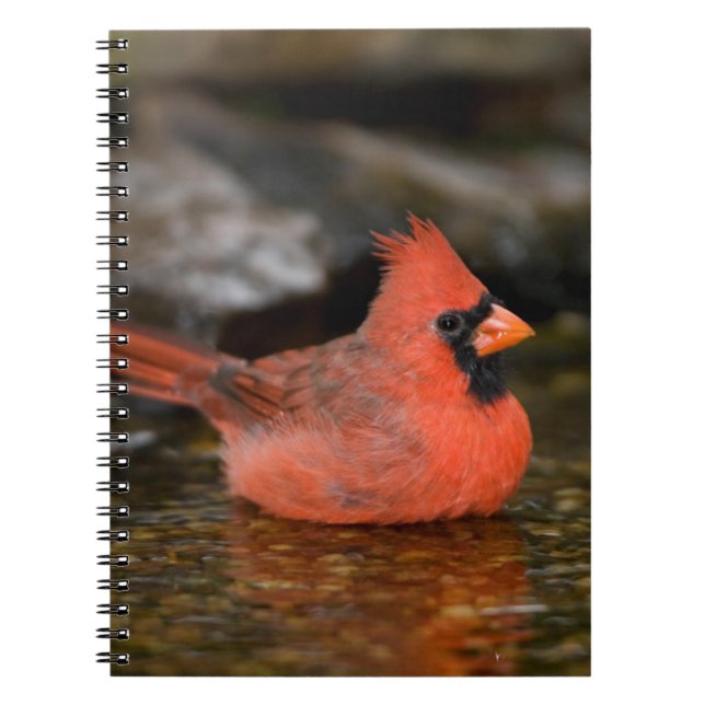 Caderno Espiral Cardinal-vermelho-macho tomando banho (Frente)
