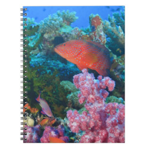 Caderno Espiral cardume de Fairy Basslets  (Pseudanthias