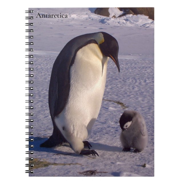 Caderno Espiral Carícia de pinguim-mãe da Antártica (Frente)