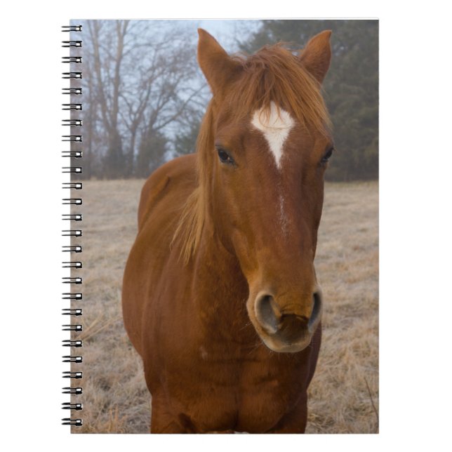 Caderno Espiral Carneiro (Frente)