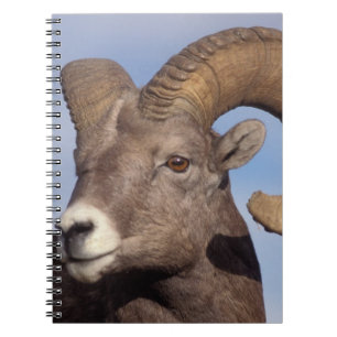 Caderno Espiral carneiro bighorn, carneiro das montanhas, Ovis can