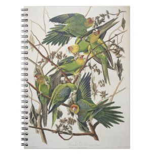 Caderno Espiral Carolina Parakeet, de 'Birds of America', 1829